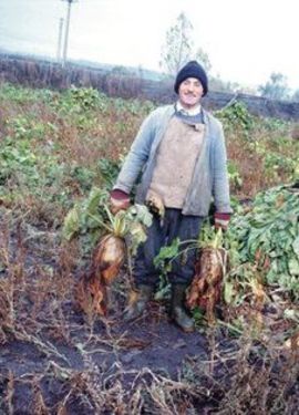 Száraz esztendő őszének csudája