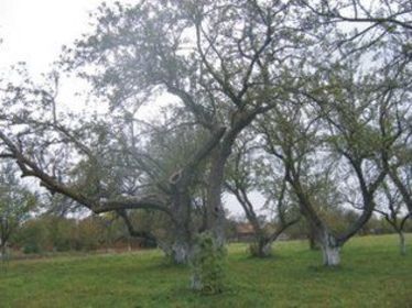 Gyümölcsfa-matuzsálemek