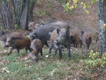 Vaddisznók között az almásréti vadaskertben - Iochom István