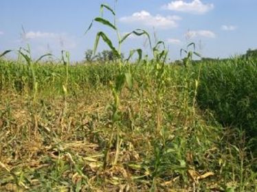 Kukoricásban tettek kárt a vadak