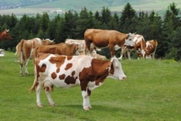 Csorda a Perkőn                  Iochom Istvá