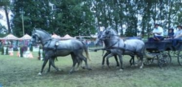 Ifj. Váncsa Jenő