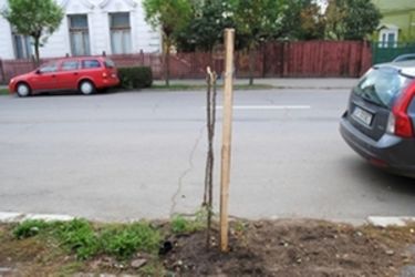 A szerző felvétele