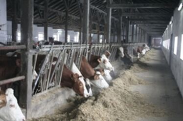 A húsmarhatartás célszerűsége (Székely gazdák az unióban)