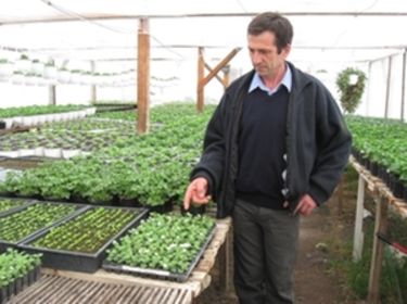Fekete Zoltán: Ritka szép a korai Bacopa