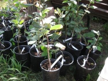 Megérkeztek az oltványok. A szerző felvétele