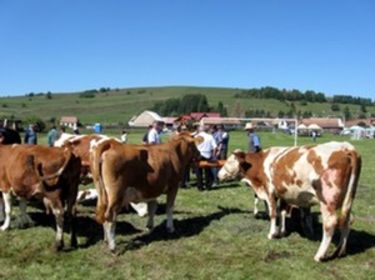 Állatbemutató Székelyszáldoboson. A szerző felvételei