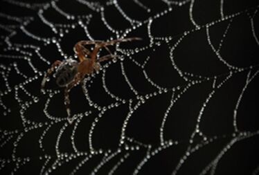 Gyöngyök, Urák István elsődíjas fotója