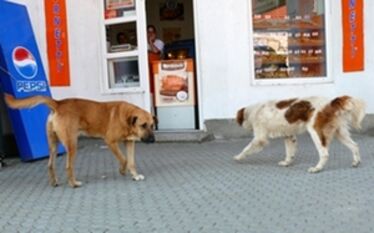 Kóbor kutyák Sepsiszentgyörgy központjában. Szekeres Attila felvétele