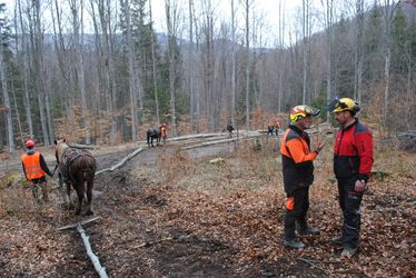 Fakitermelés svájci pontossággal