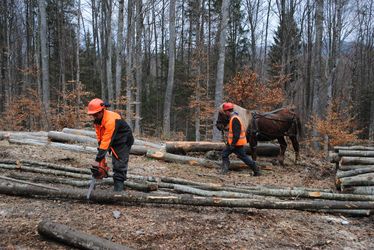 Lóval vontatják az út mellé a kivágott fákat