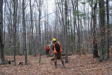 Oda dőlt a kivágott fa, ahova megjelölték  