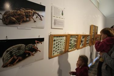 A rovarokat csodálják a kicsikék                          Albert Levente felvétele