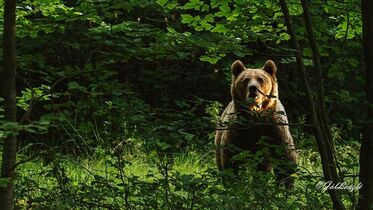 A medvét jobban védik, mint az embert?