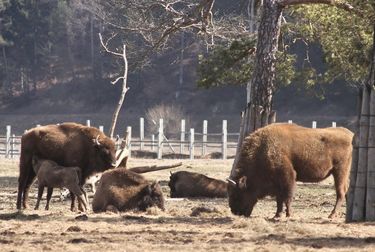 Bodzavámi bölénytelep