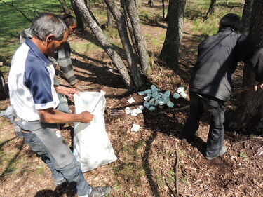 Pelenkát gyűjtenek a Rétyi Nyírből. Pap Endre felvétele