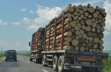 Fát szállító teherautók rongálják a nemrég öntött aszfaltot. A szerző felvétele