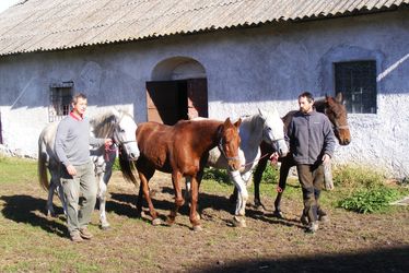 Indulásra készen állnak a túralovak. A szerző felvétele