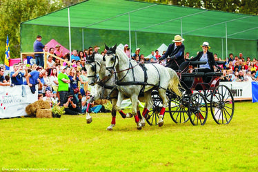 Idén Bodokon is megmérettetnek az ország legjobb fogathajtói. Fotó: Facebook/stefan stoica