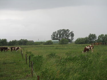 Aggasztó az egyre csökkenő állatállomány