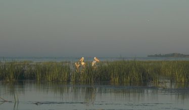 Pelikánok a Duna-deltában. Fotó: DANCS IBOLYA