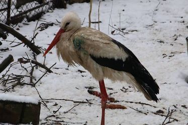 A legyengült állatokat mindenképp óvott helyre kell vinni. Fotó: Facebook/Kelemen László