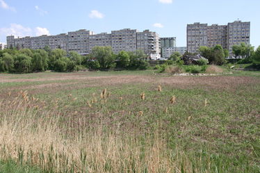 Jelenleg gyom nő az egykori tó helyén. Albert Levente felvétele