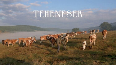Tehenesek – Vargyasi Levente és Bányai Péter című filmje 