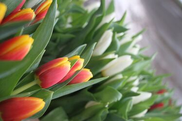 Fotó: Albert Levente