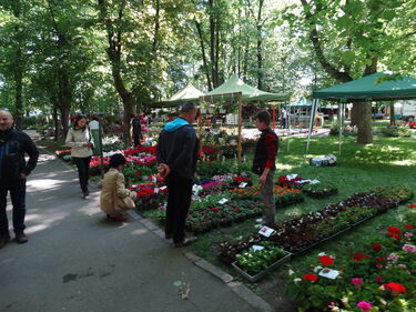 Dísznöveny-kiállítás a Molnár Józsias parkban. A szerző archív felvétele