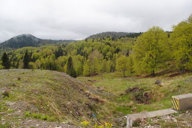 Erdő Háromszék és Vrancea megye határában. A szerző felvétele