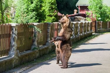 Anyamedve bocsával Bálványosfürdőn. Schlett Oliver felvétele