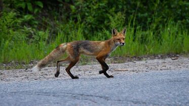 Illusztráció: nlc.hu