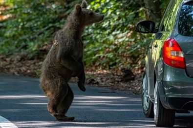 Egy kíváncsi medve Bálványos környékén. Fotó: Udvardi Jenő