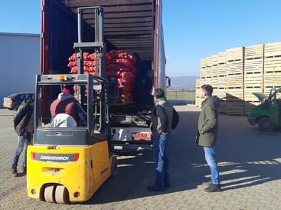 Kamionra rakják a felső-háromszéki burgonyát 