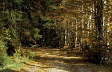 Őszi erdő az Ojtoz–Ozsdola Natura 2000 védett területen.  Fotó: Vinca Minor Egyesület