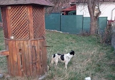 Ez a kis termetű kutya támadott Páván. Fotó: Forró Béla