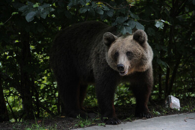A kép illusztráció. Nagy D. István felvétele
