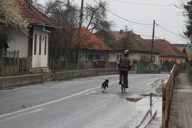 Biciklivel, kutyával. Fotó: Albert Levente