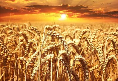 Megoldódott a gabonakrízis