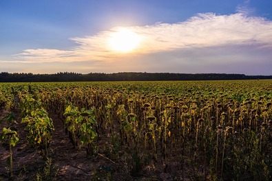 Fotó: Pixabay