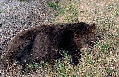 Két medvét ütöttek el egy éjjel