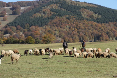 November elejétől lehet pályázni állattenyésztési fejlesztésekre