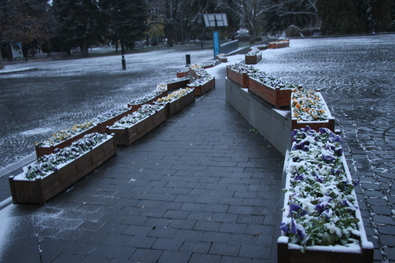 Behavazott virágok. Fotó: Albert Levente