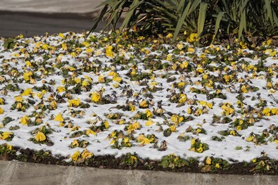  Kitartó árvácskák. Fotó: Szekeres Attila