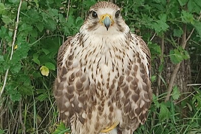 A szerző felvétele