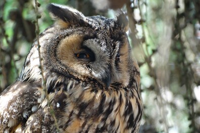 Bagolyportré. Fotó: Ferencz Csaba