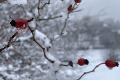 Fagy! Fotó: Ferencz Csaba