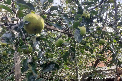 Amikor az almafa  diót is terem (Mai levelünk)