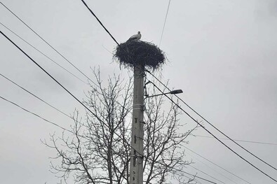 Megérkeztek az első gólyák